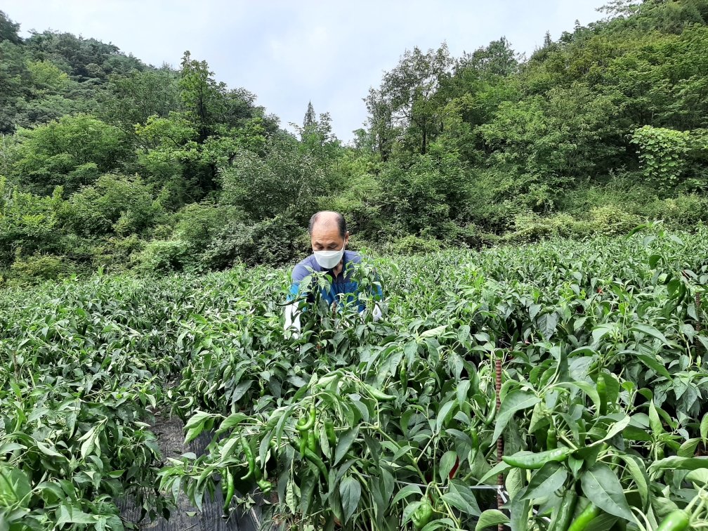충북도의회 오영탁 의원, 농촌일손돕기 실시 - 1