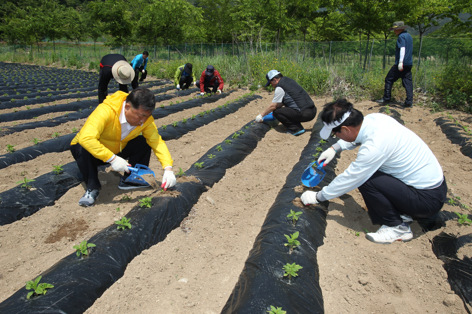 도 의회사무처 농촌봉사활동 농민들에게 단비로 - 1