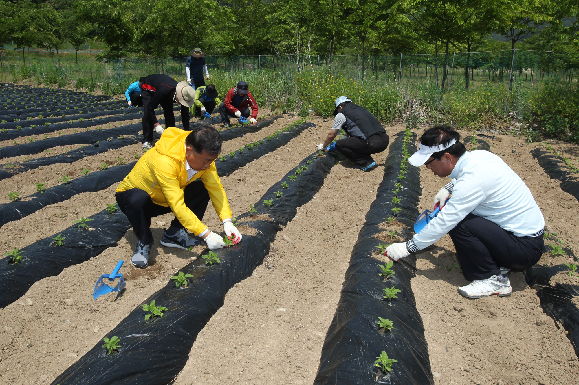 도 의회사무처 농촌봉사활동 농민들에게 단비로 - 2